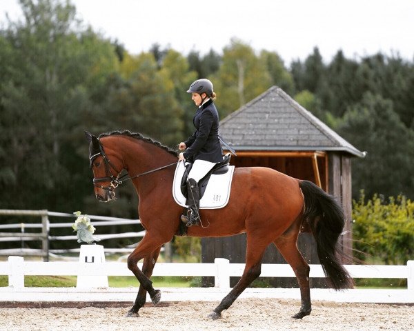 dressage horse Tiberius 17 (Bavarian, 2001, from Tempeltanz xx)