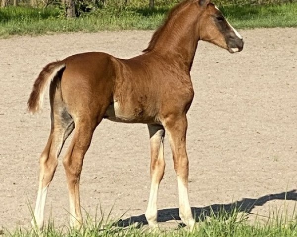 horse Sir Secret (Württemberger, 2020, from Secret)