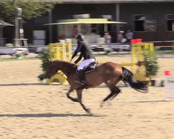 Reitturnier Halver 2016