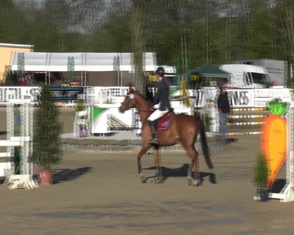 Reitturnier Hellefeld 2016