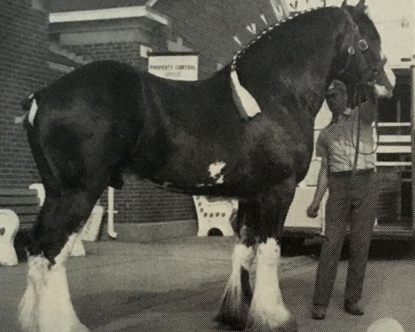 stallion Belleau Murray (Clydesdale, 1983, from Belleau Lisa's Lad) stallion Belleau Murray (Clydesdale, 1983, from Belleau Lisa's Lad)