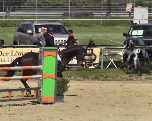 Springturnier Schwanheim 2016