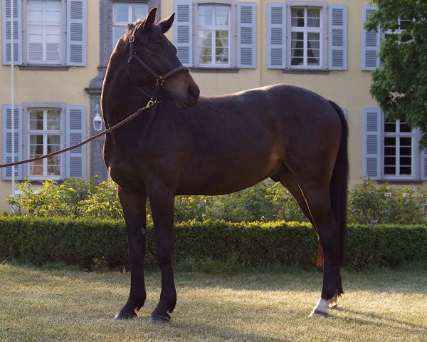 horse Aberlour (Westphalian, 2017, from All Music)