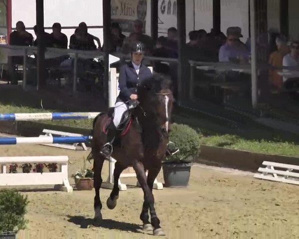 Springturnier Schwanheim 2016