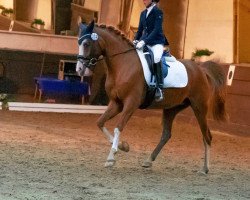 dressage horse Rosalie 273 (German Riding Pony, 2012, from Hot Cream 3)