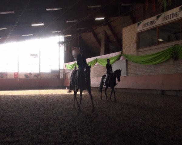 Reitturnier Hellefeld 2016