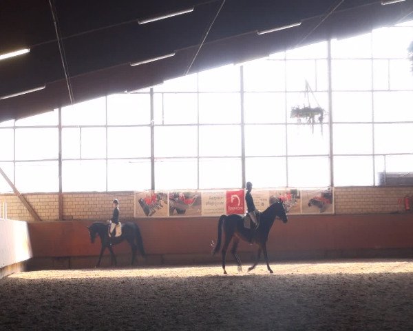 Reitturnier Hellefeld 2016