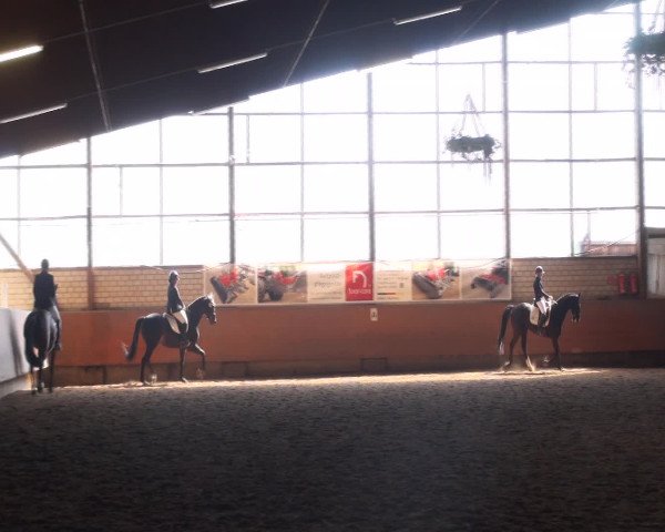 Reitturnier Hellefeld 2016