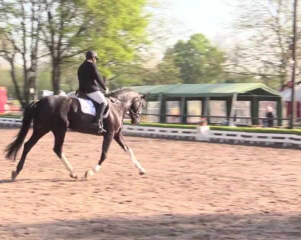 Reitturnier Hamm-Rhynern 2016