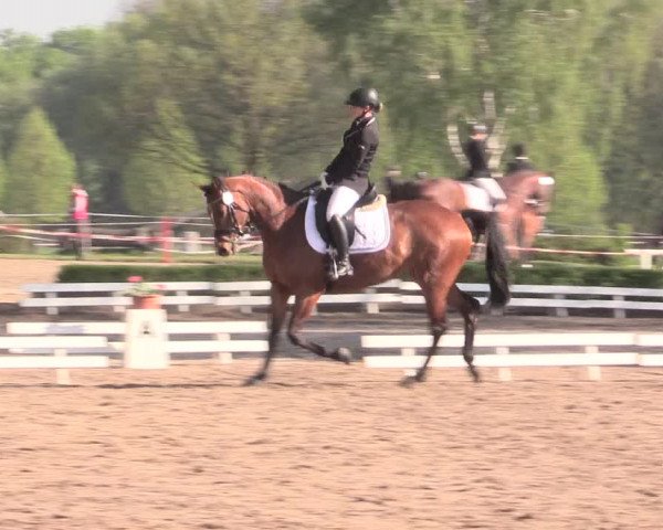 Reitturnier Hamm-Rhynern 2016