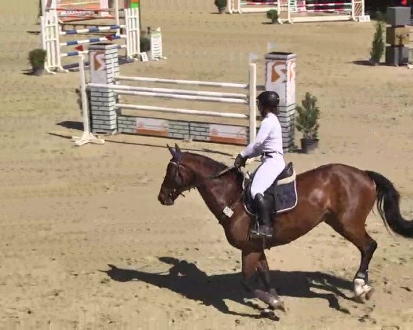 Springturnier Schwanheim 2016