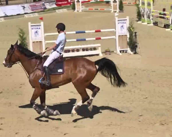 Springturnier Schwanheim 2016