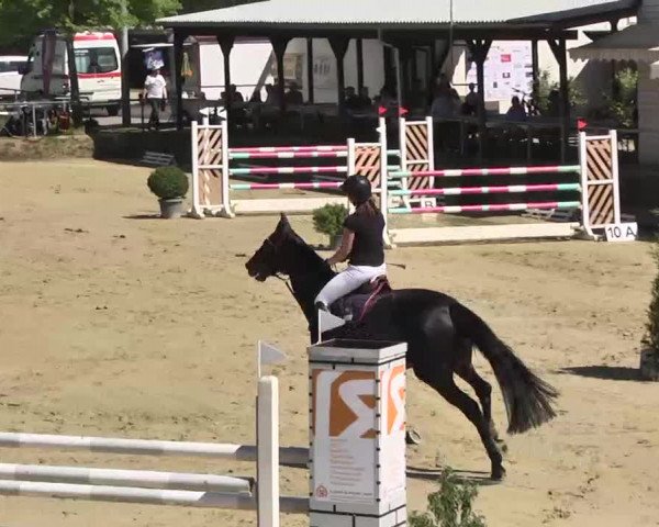 Springturnier Schwanheim 2016