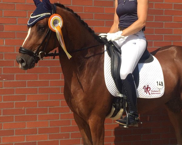 dressage horse Clooney 120 (German Riding Pony, 2014, from Kastanienhof Cockney Cracker)