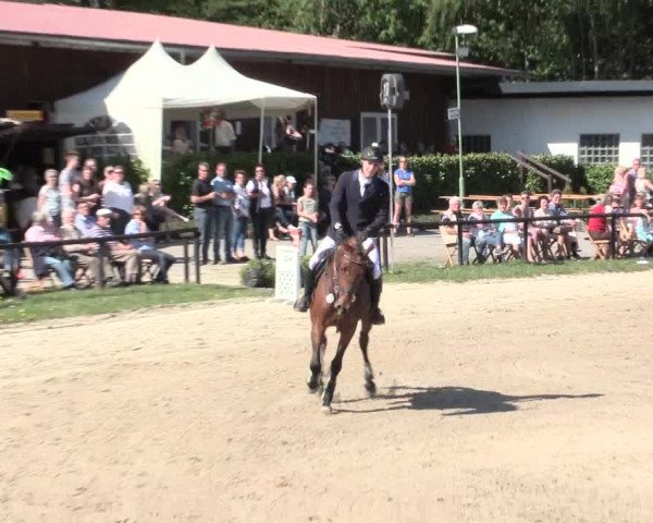 Reitturnier Halver 2016