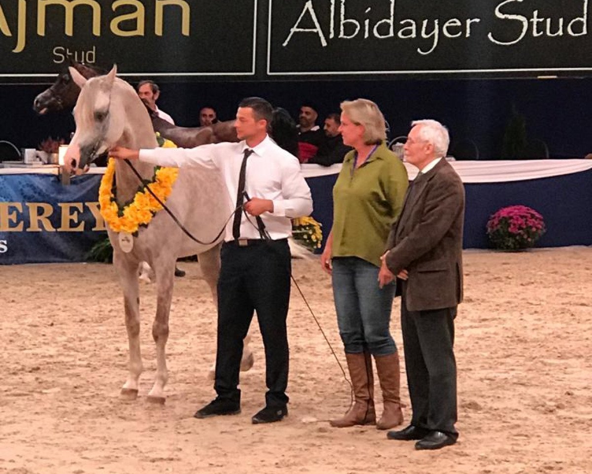 stallion Camar Qbinec ox (Arabian purebred, 2014, from Arian Shah ox)