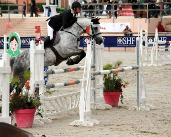 stallion Unaneem Carragheen (Connemara Pony, 2008, from Dexter Leam Pondi)