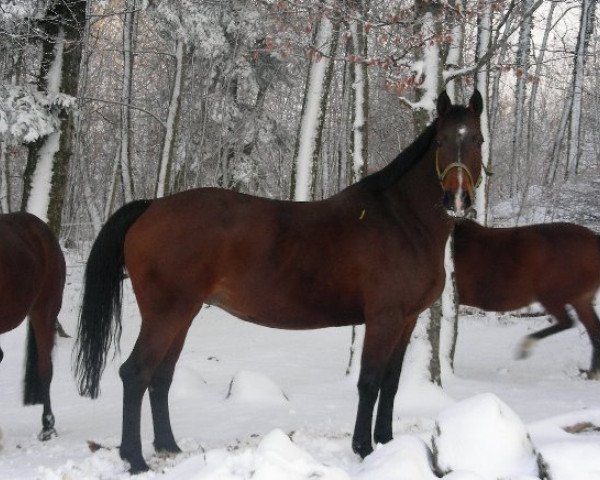 Zuchtstute Godiva des Baumes CH (Schweizer Warmblut, 1999, von Wandango)