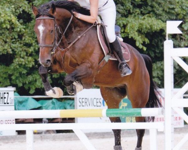 jumper Leroy des Baumes CH (Swiss Warmblood, 2004, from Landjuweel St Hubert)