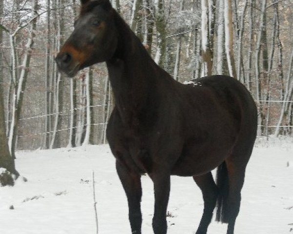 broodmare Filiana (Oldenburg, 1990, from Filius)