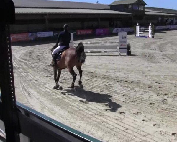 Reitturnier Hellefeld 2016