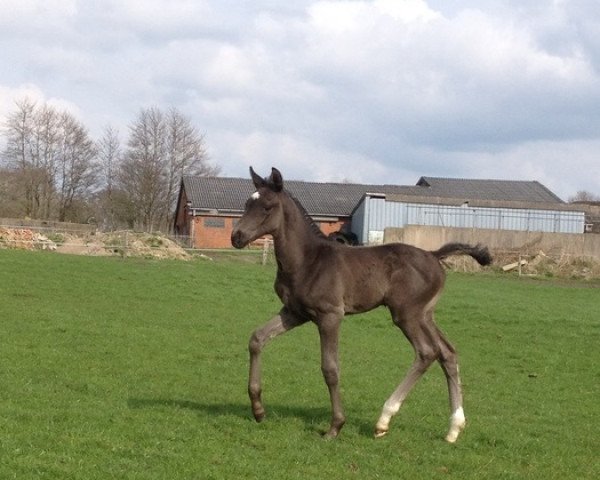 horse Dark Rose (Hanoverian, 2014, from Drombusch)