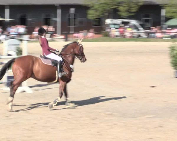 Reitturnier Halver 2016
