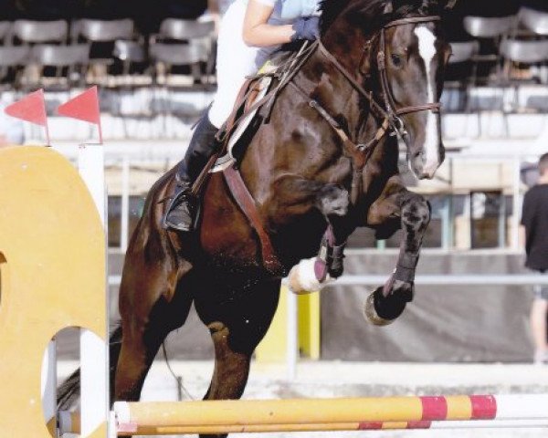 Springpferd Queen des Baumes CH (Schweizer Warmblut, 2009, von Landjuweel St Hubert)