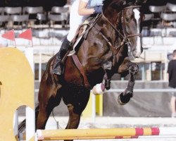 jumper Queen des Baumes CH (Swiss Warmblood, 2009, from Landjuweel St Hubert)