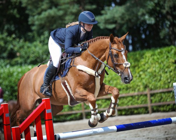 broodmare Bijou 439 (Romanian Warmblood, 2011, from Joyau de Bloye)