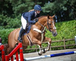 broodmare Bijou 439 (Romanian Warmblood, 2011, from Joyau de Bloye)