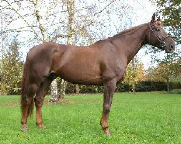 stallion Lucky Lord Ar Park (Selle Français, 1999, from Rosire) stallion Lucky Lord Ar Park (Selle Français, 1999, from Rosire)