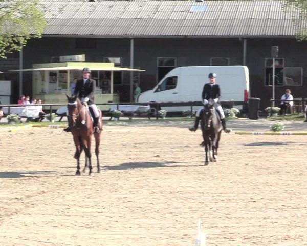 Reitturnier Halver 2016