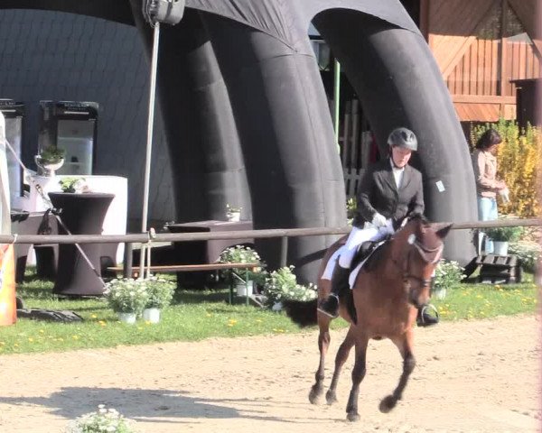 Reitturnier Halver 2016