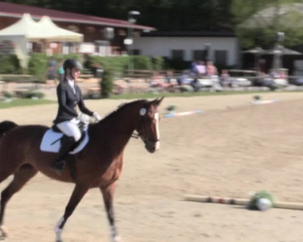 Reitturnier Halver 2016