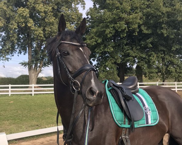 horse Fleur de nuit (Hanoverian, 2009, from Fürst Nymphenburg)