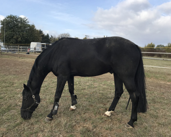 dressage horse Rubi Lee (Westphalian, 2012, from Rocky Lee)