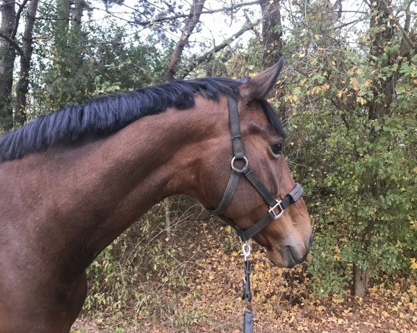 Dressurpferd Dogajola IB (Oldenburger, 2012, von Damon Hill)