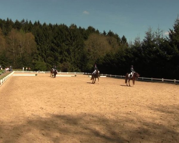 Reitturnier Halver 2016