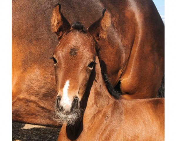 Caballo Feu d‘Or (Renano, 2020, de Fürst Magic)