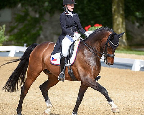 Dressurpferd Belissimus (Hannoveraner, 2007, von Belissimo NRW)