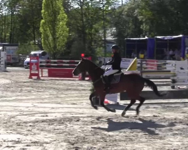 Reitturnier Hellefeld 2016