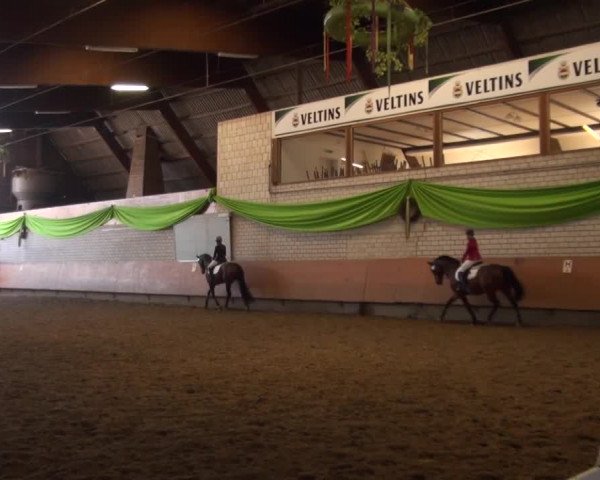 Reitturnier Hellefeld 2016