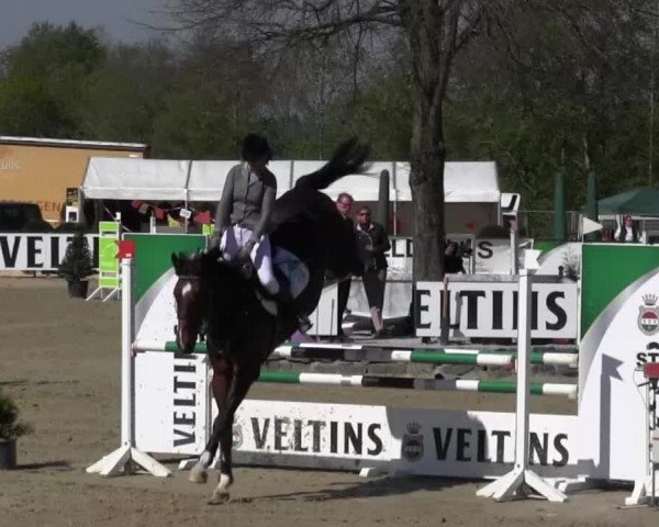 Reitturnier Hellefeld 2016