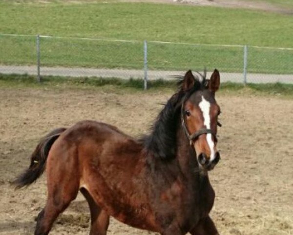 broodmare Baltimore G (Westphalian, 2014, from Balous Diamond)
