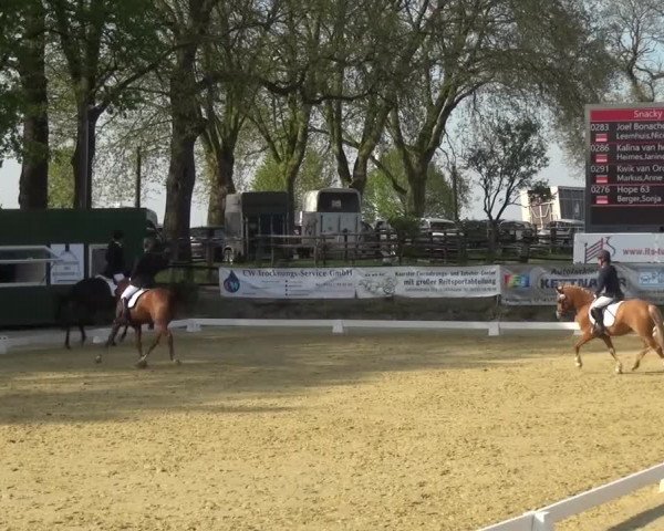 Reitturnier Kaarst - Reitanlage Bierewitz 2016