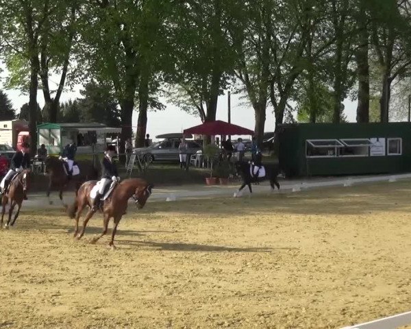 Reitturnier Kaarst - Reitanlage Bierewitz 2016