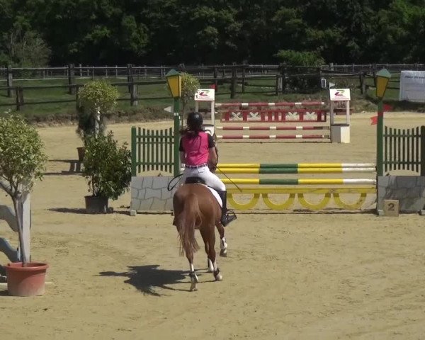 Reitturnier Kaarst - Reitanlage Bierewitz 2016