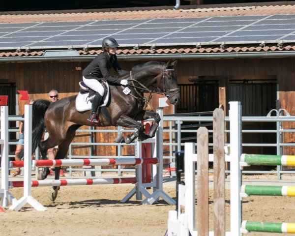 jumper Fire of Dance (Hanoverian, 2011, from Feuerspiel)