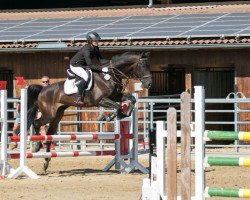 jumper Fire of Dance (Hanoverian, 2011, from Feuerspiel)